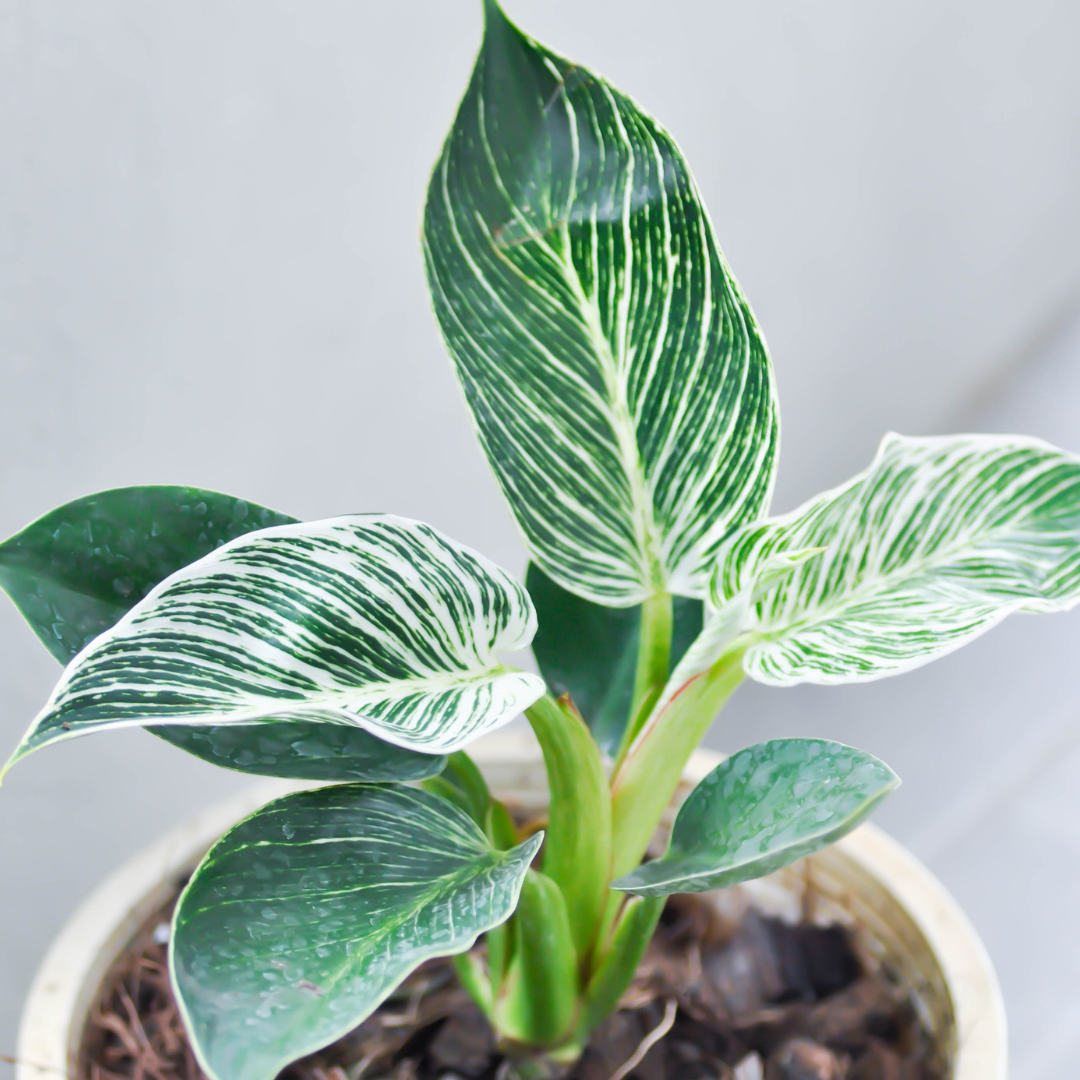 Philodendron Birkin Plant Sapling (1Pc)
