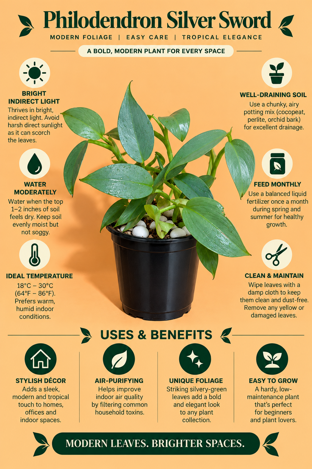 Philodendron Silver Sword Plant (1pc)