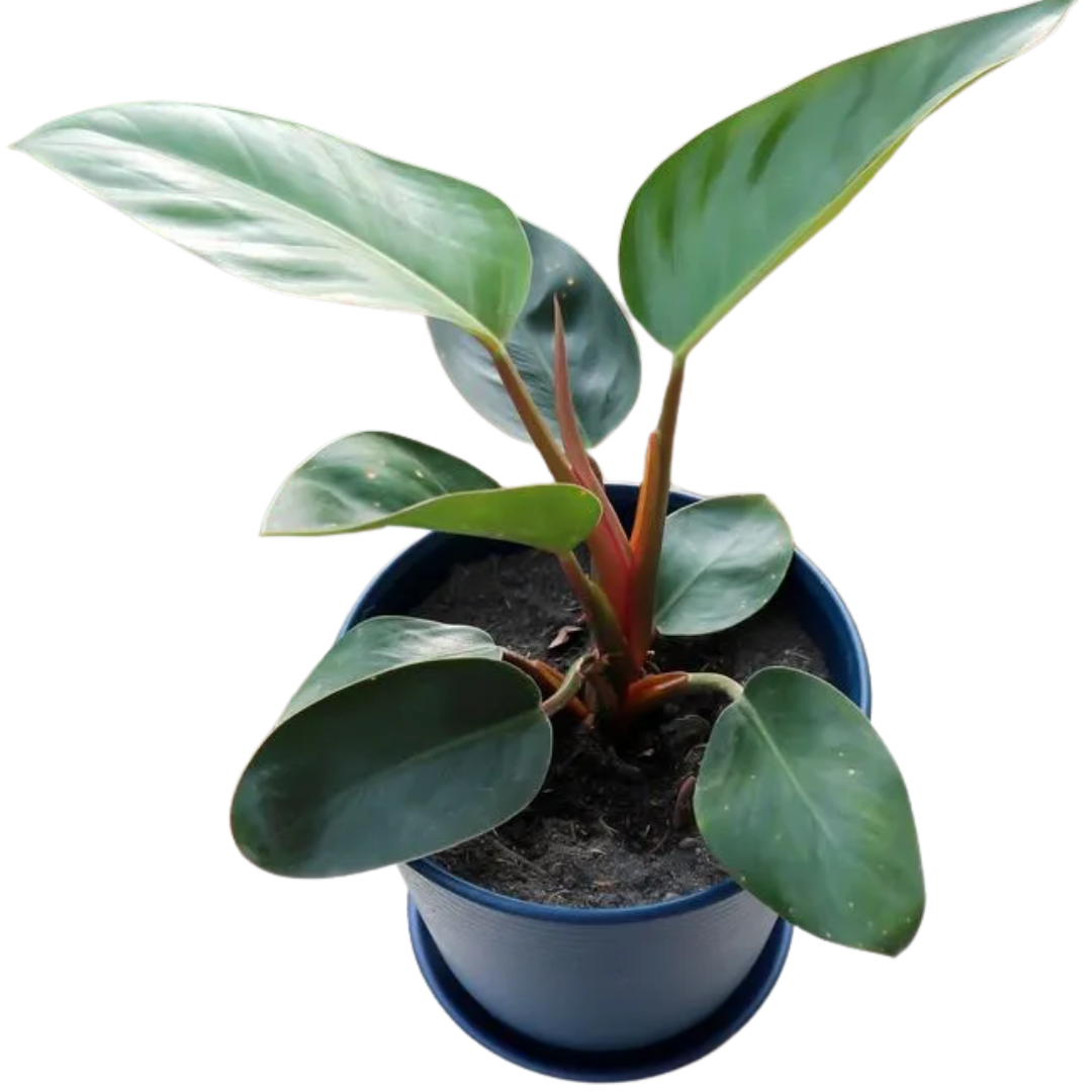 Philodendron red congo plant sapling