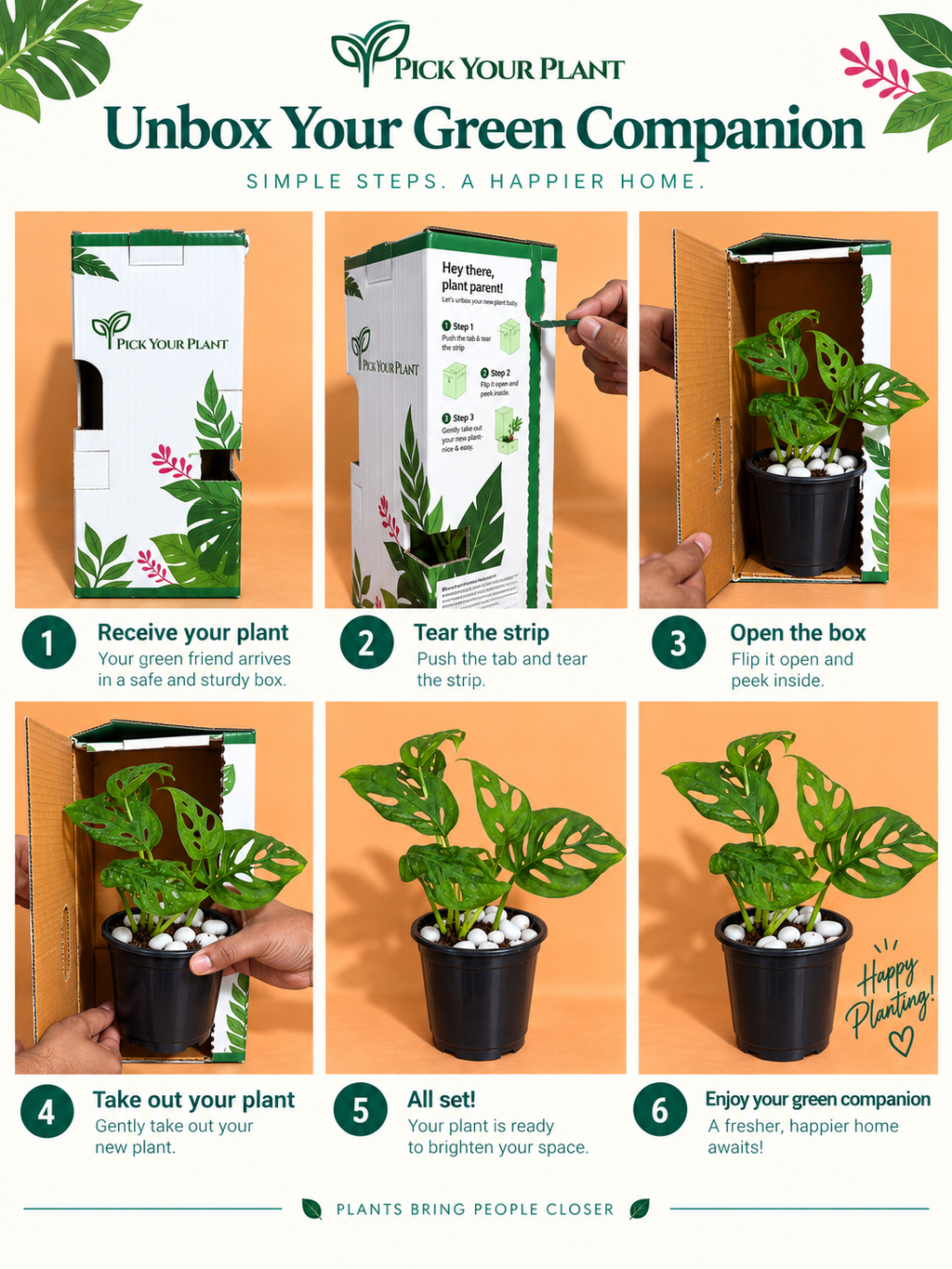Monstera Broken Heart Plant (1pc)
