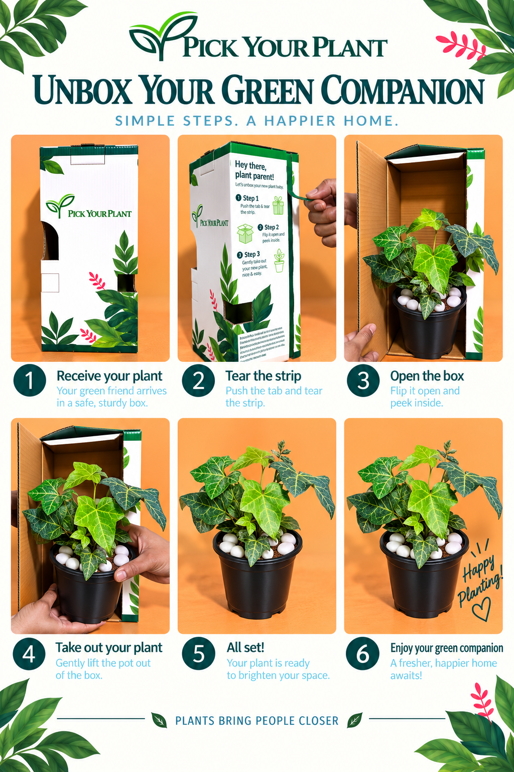 English Ivy Plant