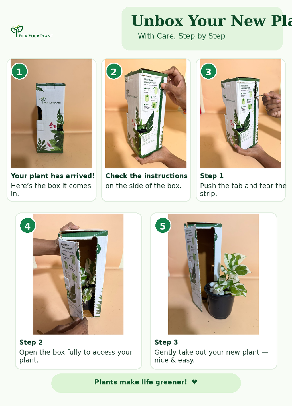 N'Joy Money Plant (1pc)