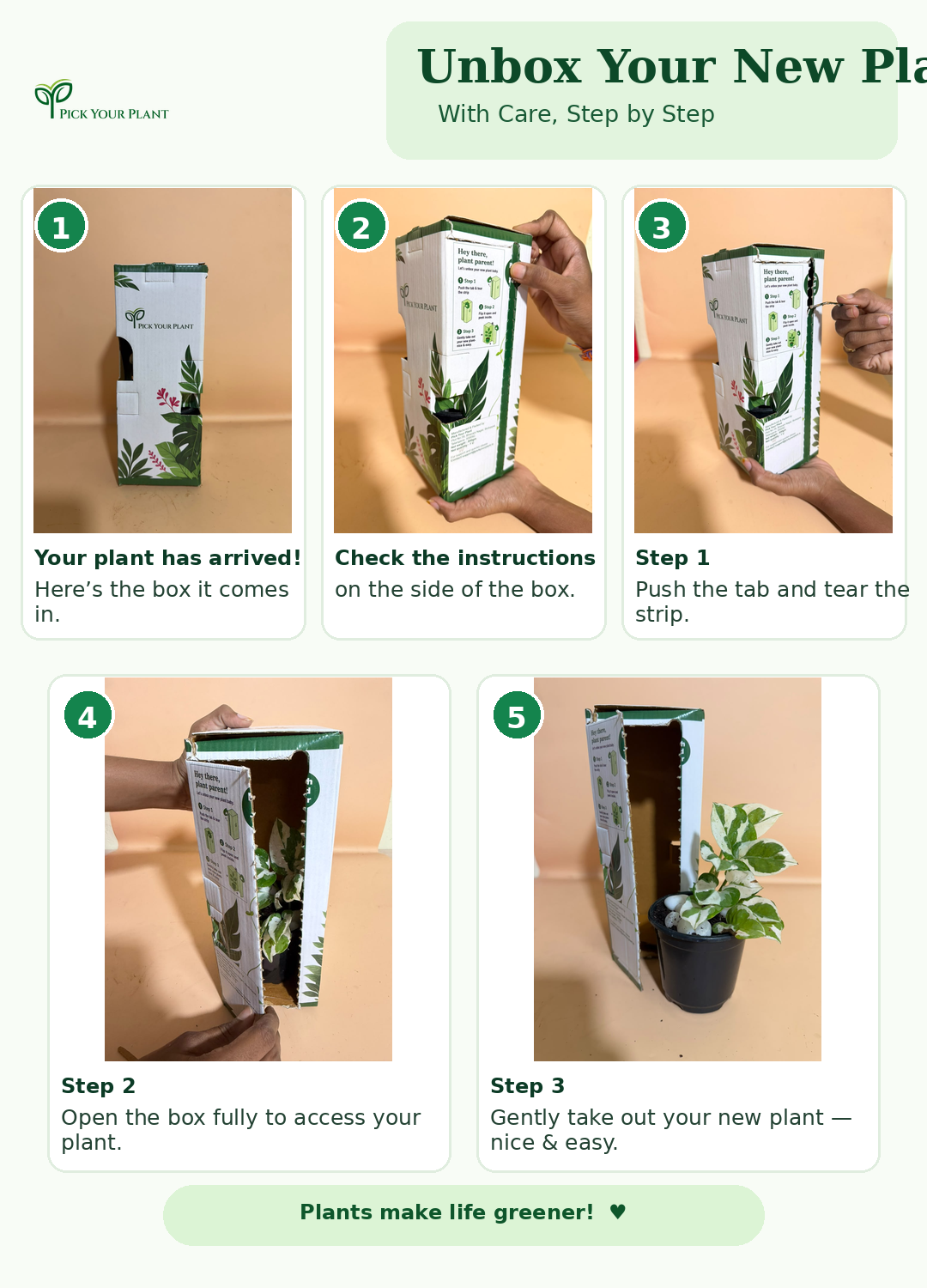 N'Joy Money Plant (1pc)