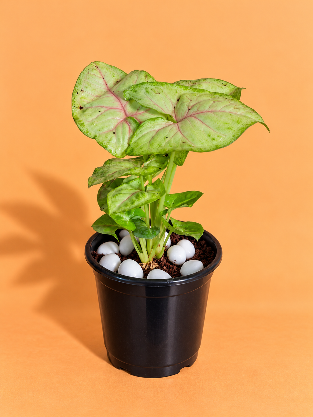 Syngonium Plant Sapling (1pc)