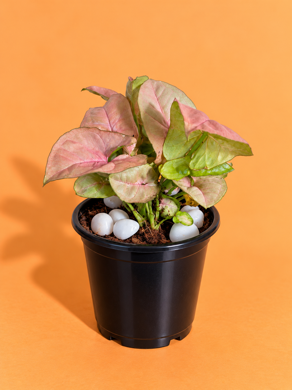 Syngonium Pink Plant (1pc)