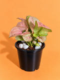 Syngonium Pink Plant (1pc)