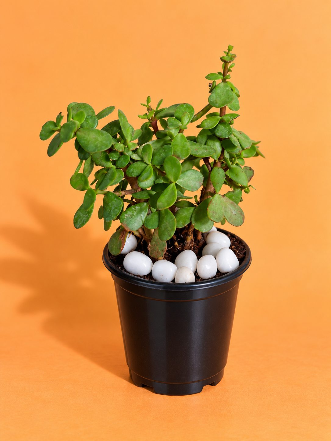 Jade Plant (1pc)