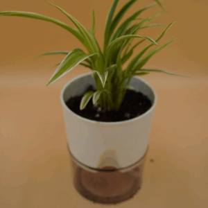 Spider Plant Sapling (1Pc)