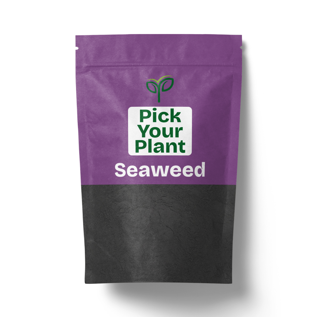 Seaweed 20gm