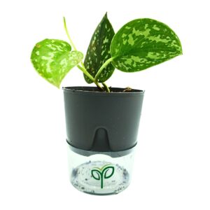 Silver Money Plant Sapling (1pc)