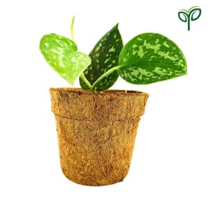 Silver Money Plant Sapling (1pc)