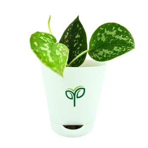 Silver Money Plant Sapling (1pc)