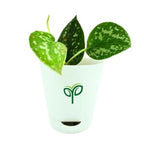 Silver Money Plant Sapling (1pc)