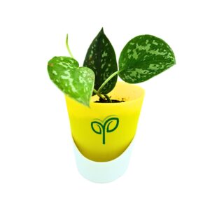 Silver Money Plant Sapling (1pc)