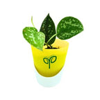 Silver Money Plant Sapling (1pc)
