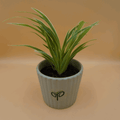 Spider Plant Sapling (1Pc)