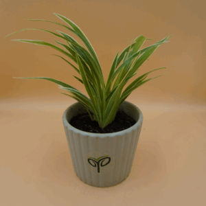 Spider Plant Sapling (1Pc)