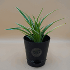 Spider Plant Sapling (1Pc)