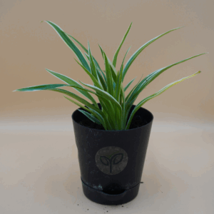 Spider Plant Sapling (1Pc)
