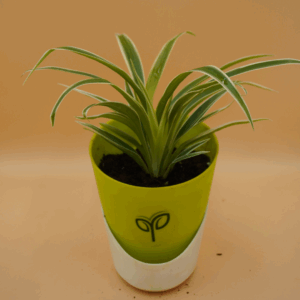 Spider Plant Sapling (1Pc)