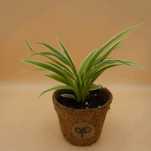 Spider Plant Sapling (1Pc)