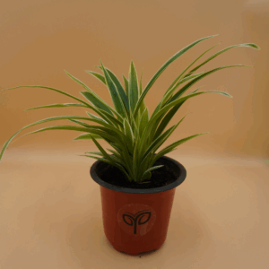 Buy Spider Plant Sapling Online – Pick Your Plant