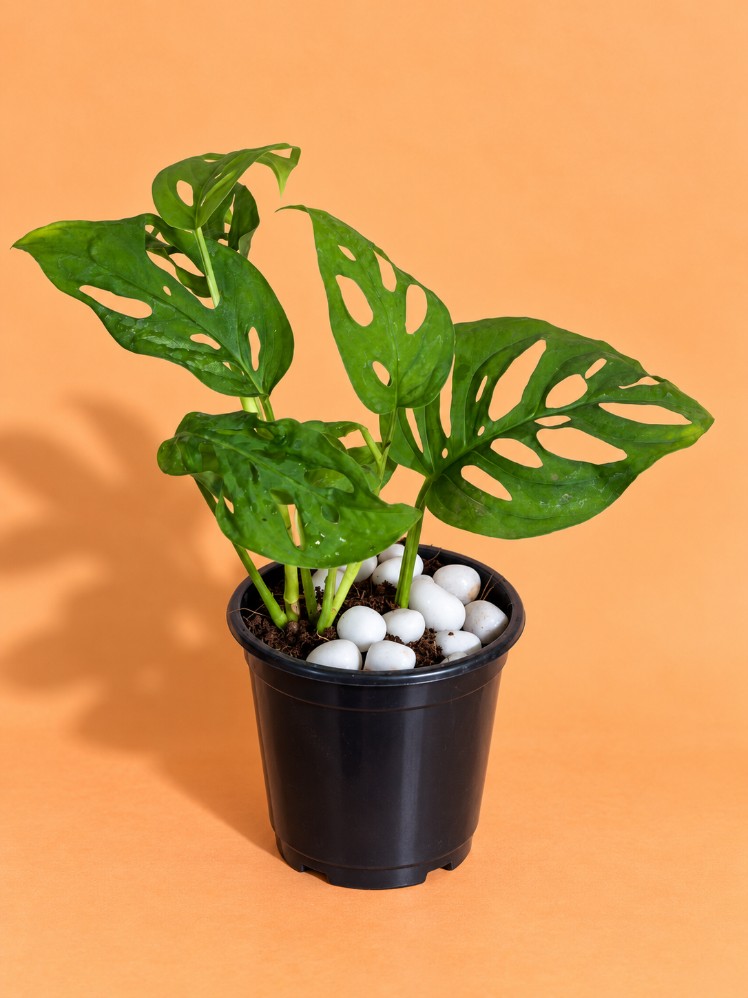 Monstera Broken Heart Plant (1pc)