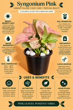 Syngonium Pink Plant (1pc)