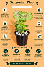 Syngonium Plant Sapling (1pc)