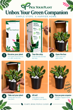 Crassula Ovata Plant (1pc)
