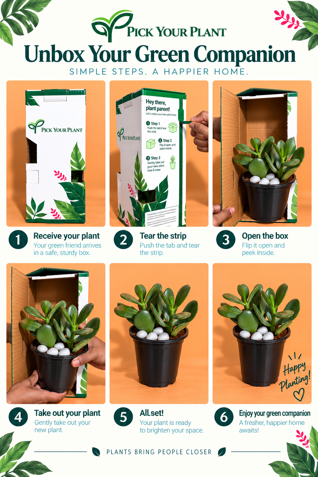 Crassula Ovata Plant (1pc)