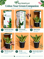 Dwarf Snake Plant (1pc)