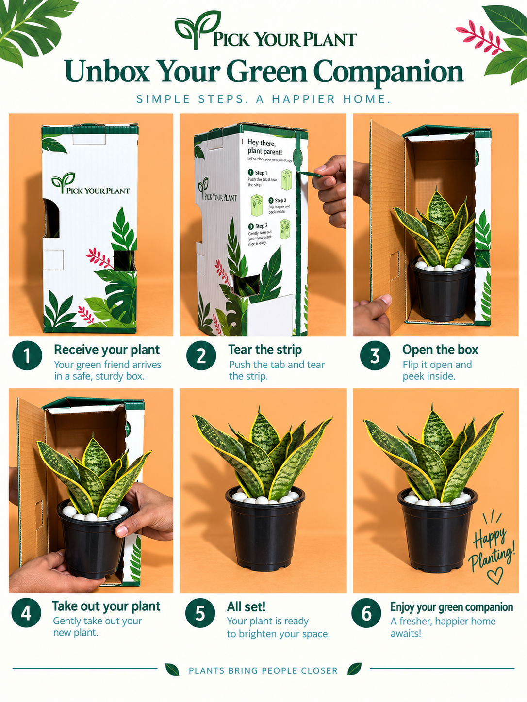 Dwarf Snake Plant (1pc)