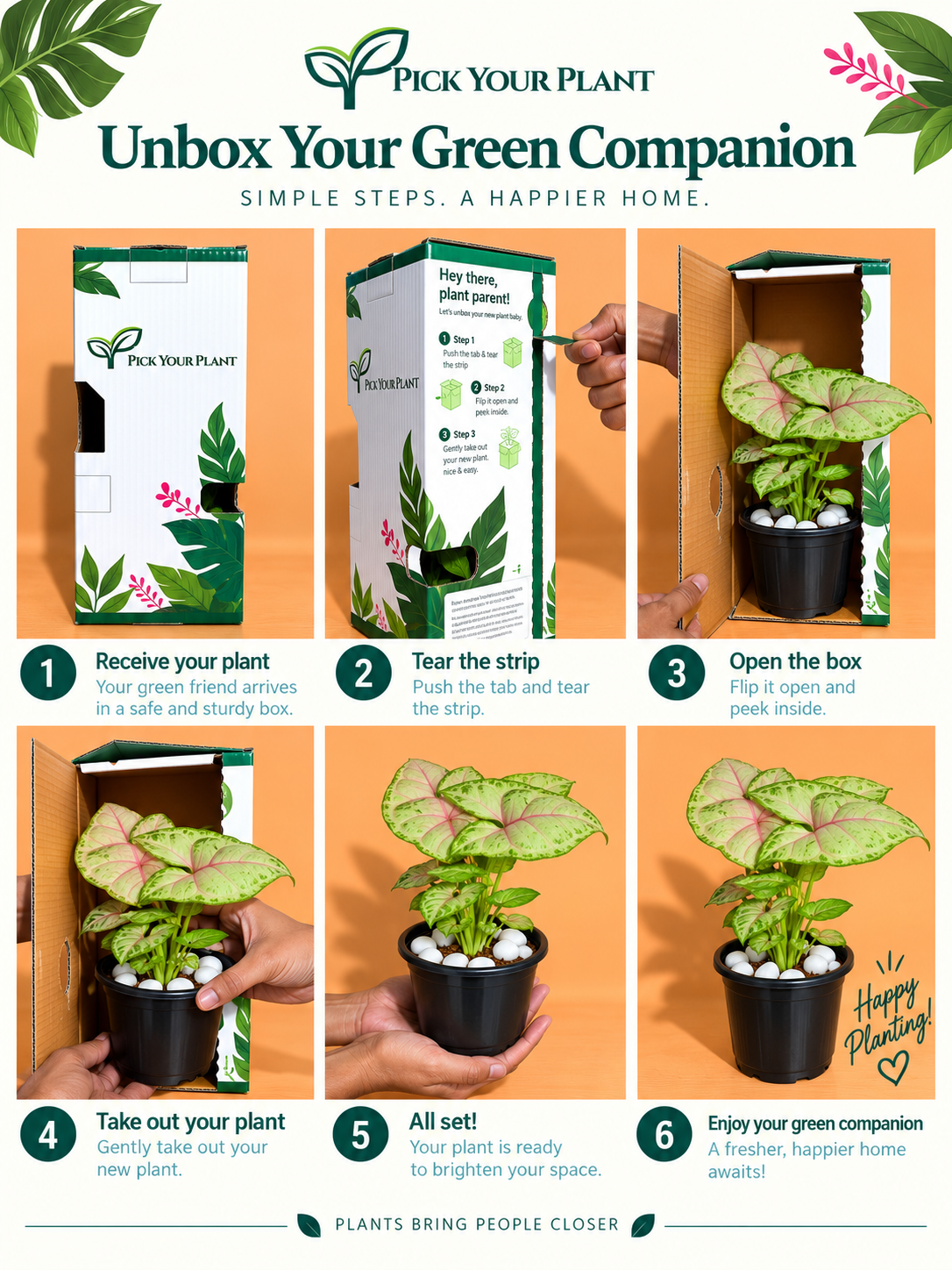 Syngonium Plant Sapling (1pc)