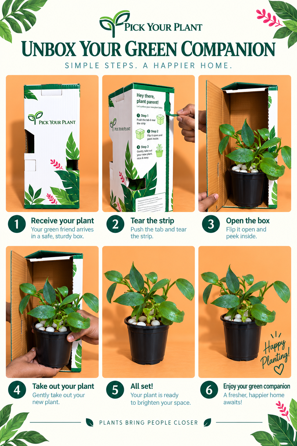 Philodendron Silver Sword Plant (1pc)