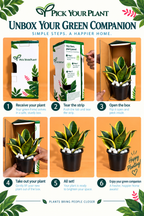 Snake Plant (1pc)