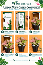 Syngonium Pink Plant (1pc)
