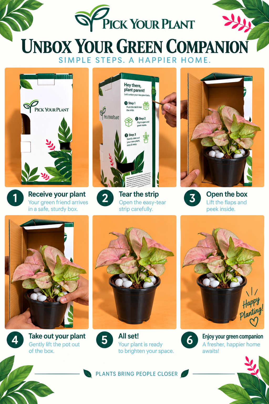 Syngonium Pink Plant (1pc)
