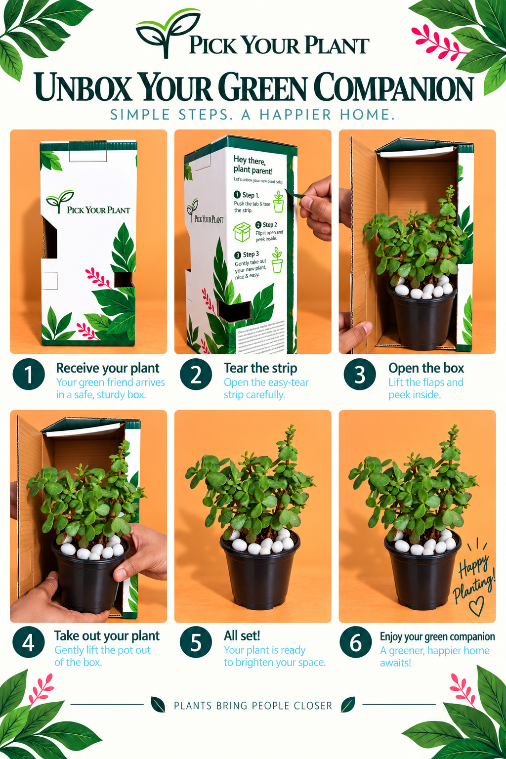 Jade Plant (1pc)