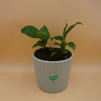 Buy Peace Lily Plant Sapling (1pc)