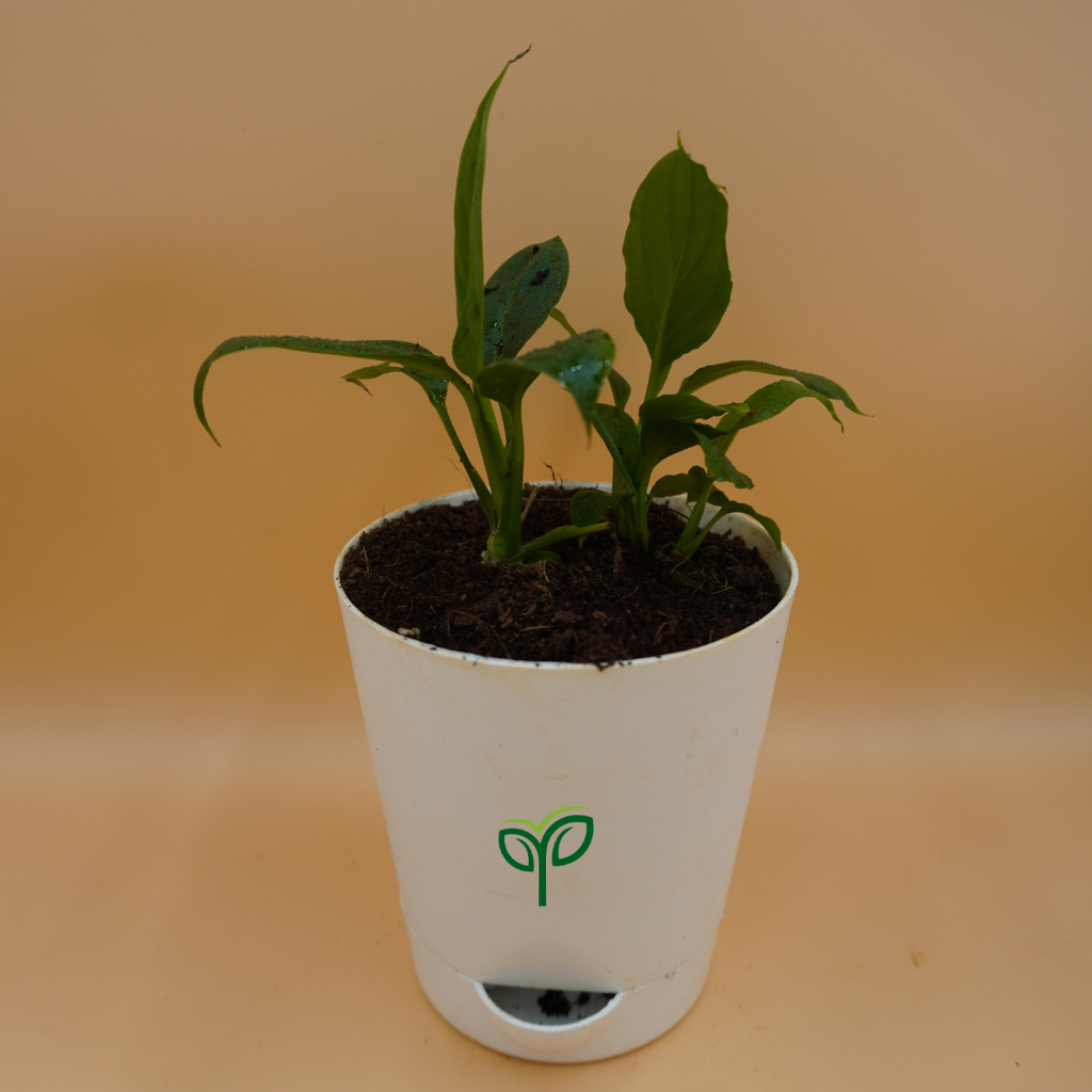 Buy Peace Lily Plant Sapling (1pc)