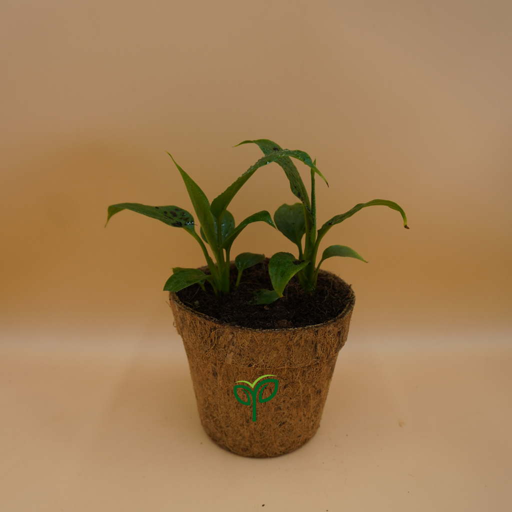 Buy Peace Lily Plant Sapling (1pc)