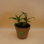 Buy Peace Lily Plant Sapling (1pc)
