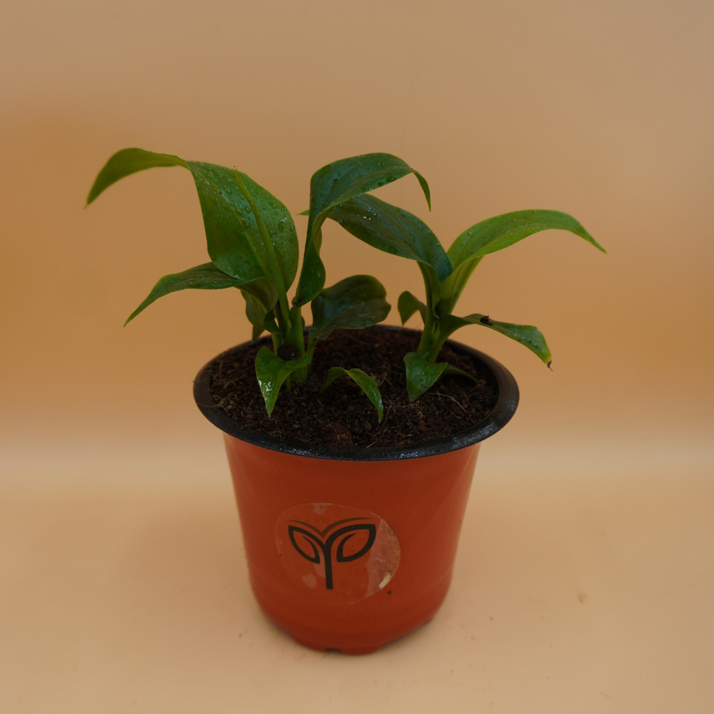 Buy Peace Lily Plant Sapling (1pc)