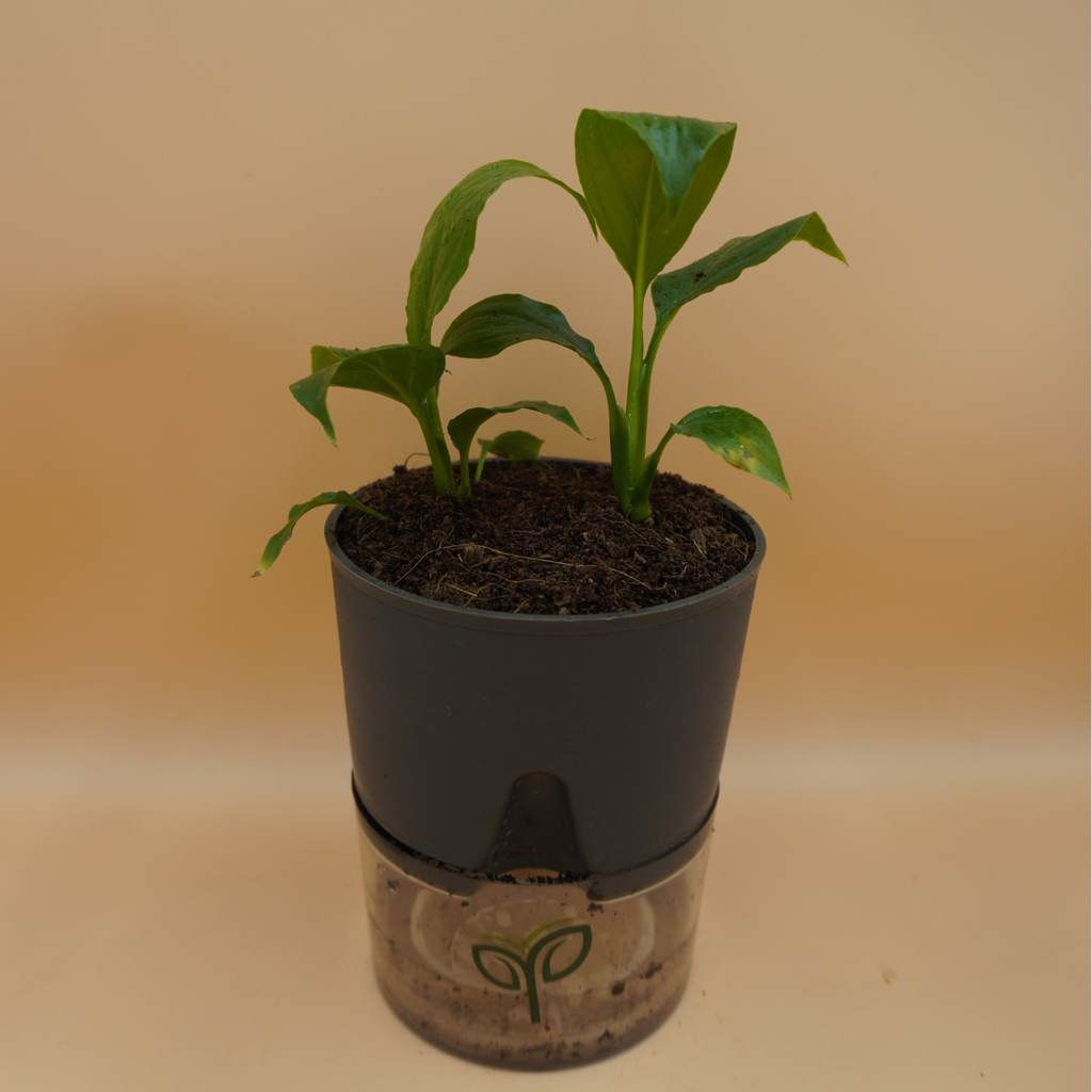Buy Peace Lily Plant Sapling (1pc)