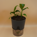 Buy Peace Lily Plant Sapling (1pc)