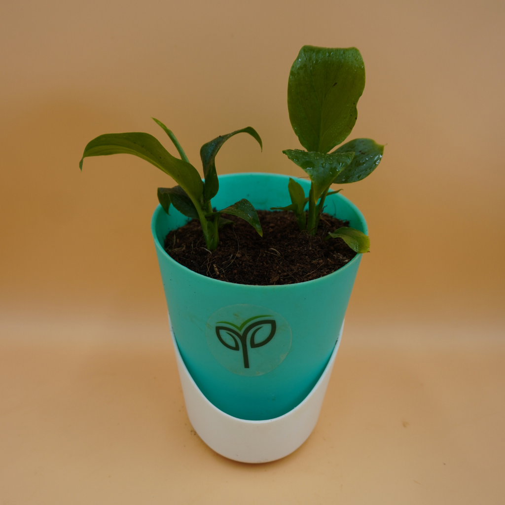 Buy Peace Lily Plant Sapling (1pc)
