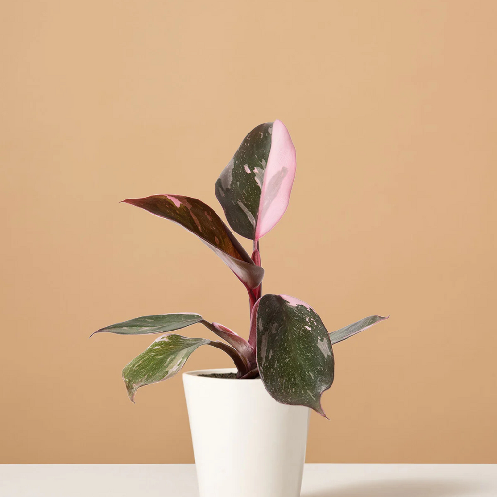 Philodendron Pink Princess Plant Sapling