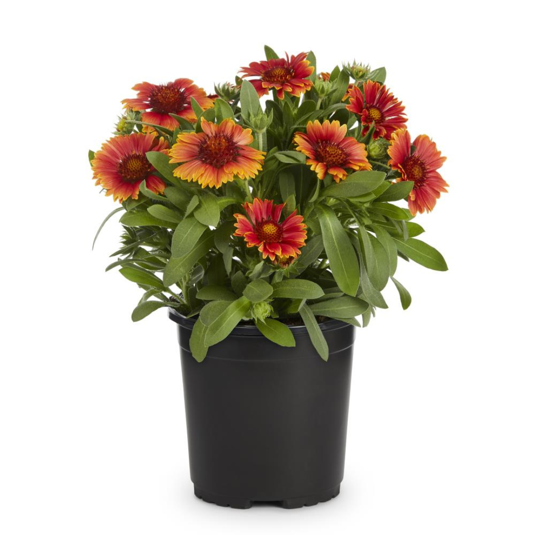 Gaillardia Aristotle Seeds