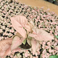 Syngonium Pink Plant Sapling
